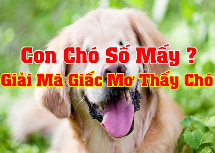 Giải mã giấc mơ thấy chó, khám phá những điều bí ẩn