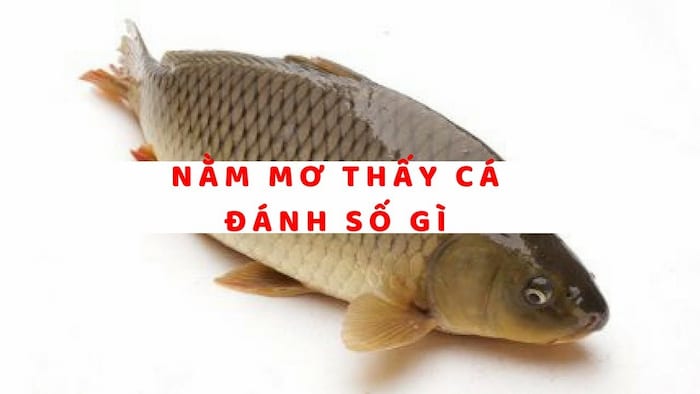 Mỗi giấc mộng về cá đều ẩn chứa những ý nghĩa, điềm báo và con số khác nhau - giải mã giấc mơ thấy cá