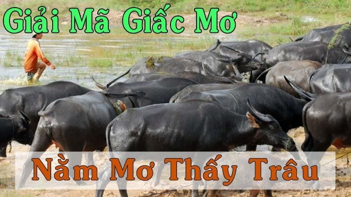 Không khó hiểu khi bạn nằm mơ thấy trâu 