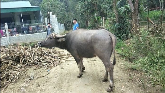 Chiêm bao thấy mình mang con trâu đi nướng bạn cần cẩn trọng hơn trong thời gian sắp tới