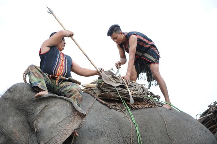 Nằm mơ thấy bạn đi bắt voi