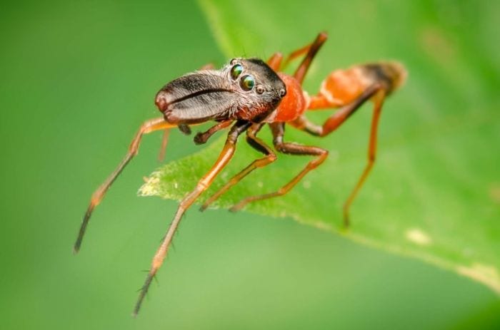 Mơ thấy nhện đen sa trước mặt